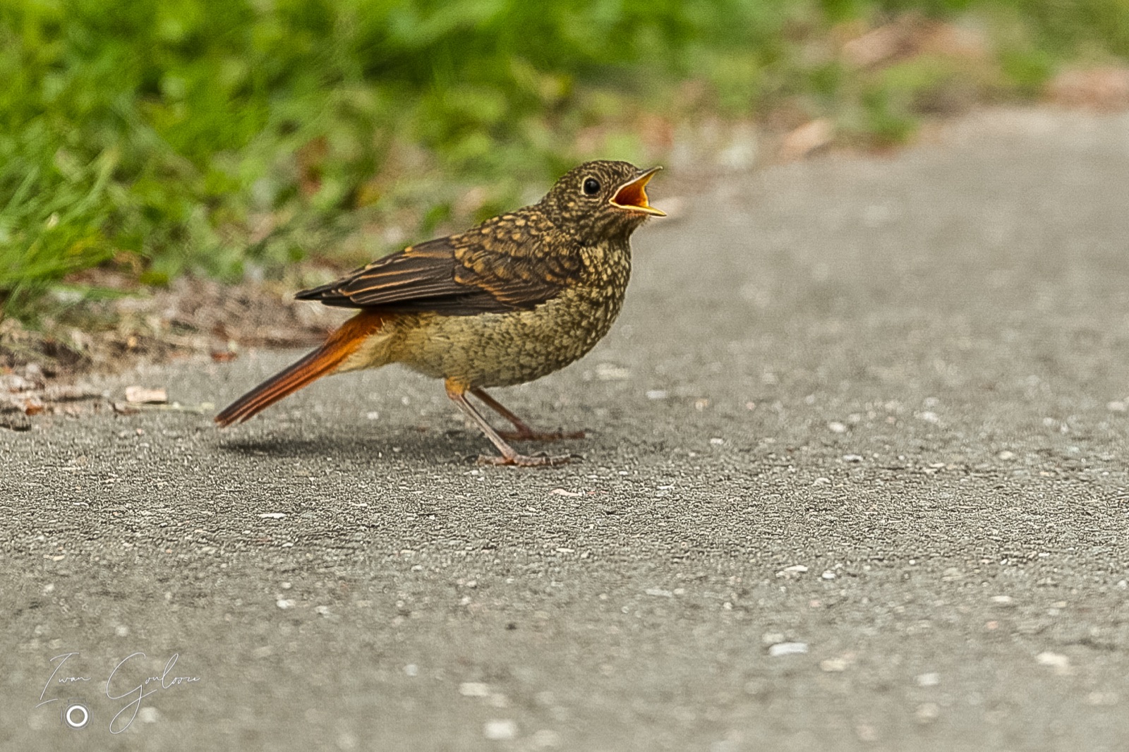 1DX45819 04 juni 2022 1142 40